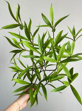 仿真假树枝diy手工槐树叶银微叶十大功劳景观树枝园林绿化装饰树