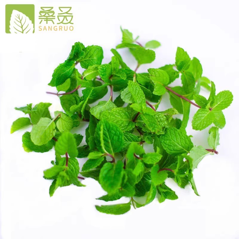 【桑叒】薄荷叶新鲜可食用小叶子薄荷蛋糕奶茶饮品薄荷头调酒用-图2