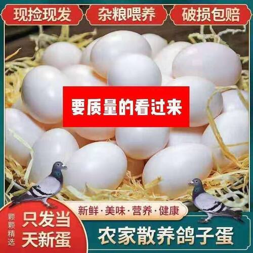 顺丰包邮新鲜纯粮鸽蛋30枚600克五谷鸽蛋老人孕妇宝宝辅食 - 图3
