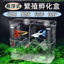 Peacock Fish Propagation Theorizer Small Fish Fish Tank Propagation Hatching Isolated Boxfish Lower cub separator anchovies incl.