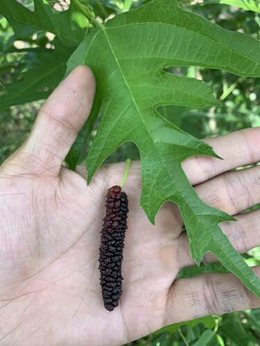 鸡甜桑果桑苗鸡脚叶桑葚果树苗桑葚果树品种甜鸡桑凤尾桑燕尾桑苗 - 图3