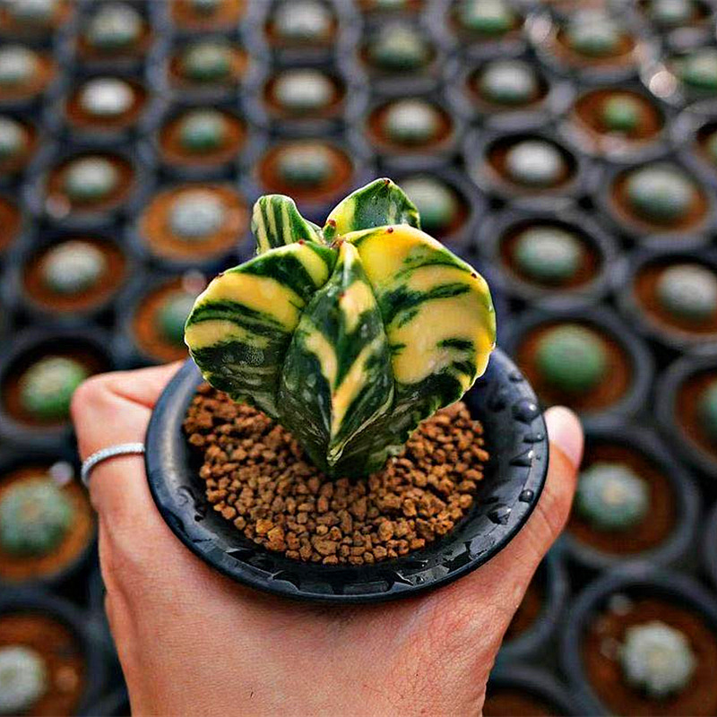 鸾凤玉实生三角四角开花仙人球多肉植物室内盆栽仙人掌花桌面盆景