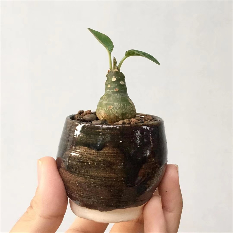 Dorstenia琉桑块根植物多肉花卉盆栽室内柳桑进口稀有品种绿植花 树上星球planet Plant 淘优券