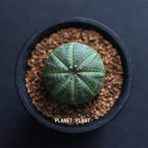 布纹球 稀有品种仙人球小盆栽室内花卉多肉植物无刺仙人掌科开花 - 图0