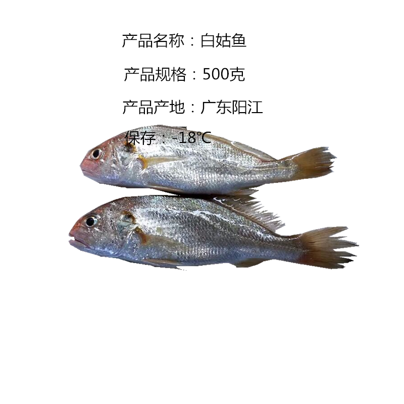 深海鱼白姑鱼话鱼划鱼仔阳江水产闸坡海鱼梅子鱼湛江海鲜500 - 图3