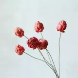 [潮菊枝 天然干花干枝田园家居茶室民宿装饰花纯手工多色艺术干花]