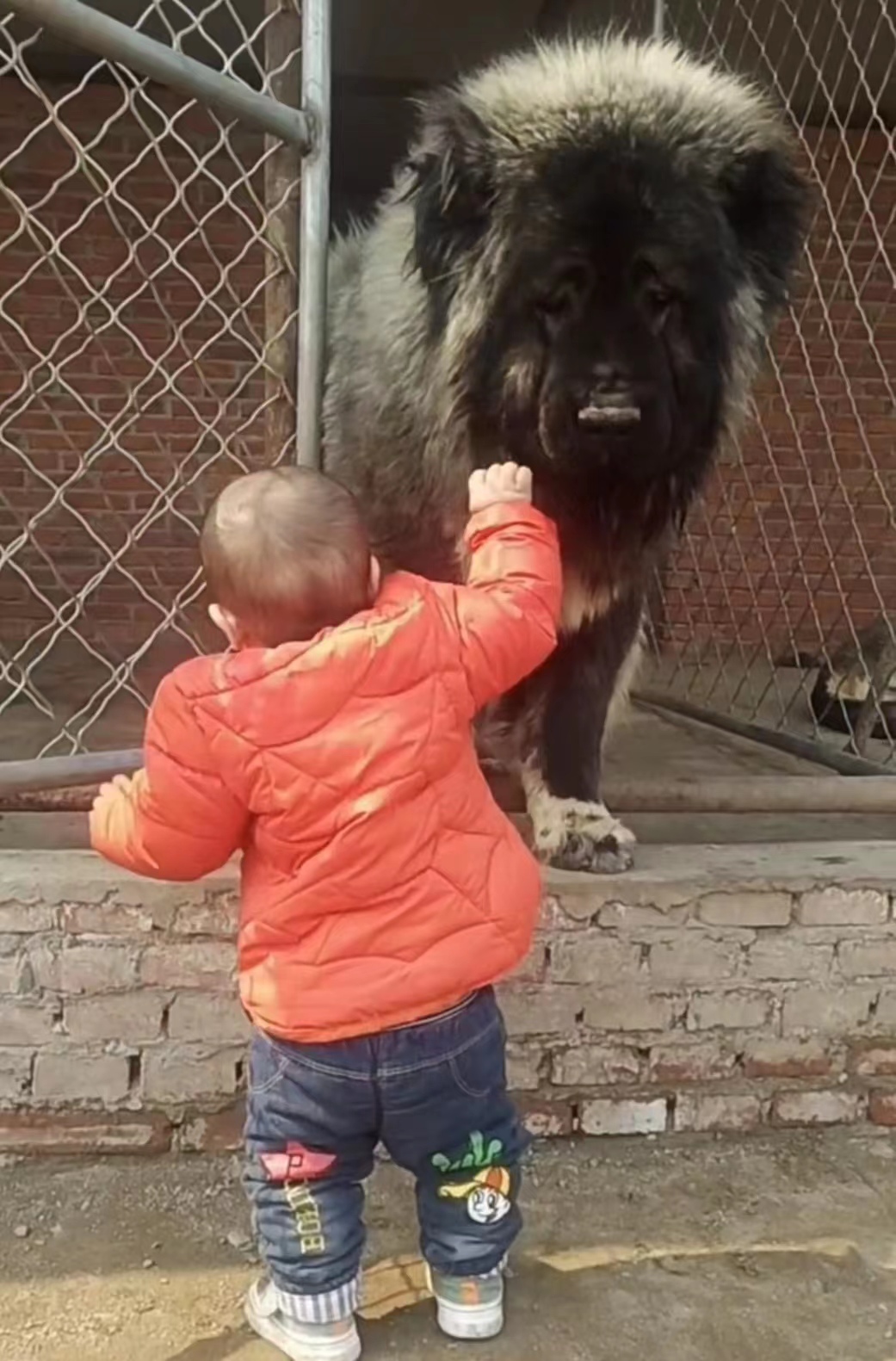 高加索幼犬巨型纯种高加索犬活体俄罗斯高加索幼犬活体猛犬护卫犬 - 图2