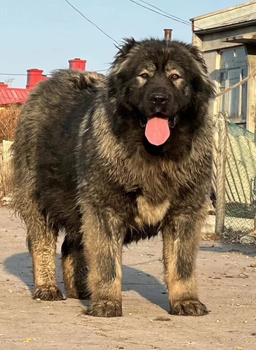 高加索幼犬巨型纯种高加索犬活体俄罗斯高加索幼犬活体猛犬护卫犬