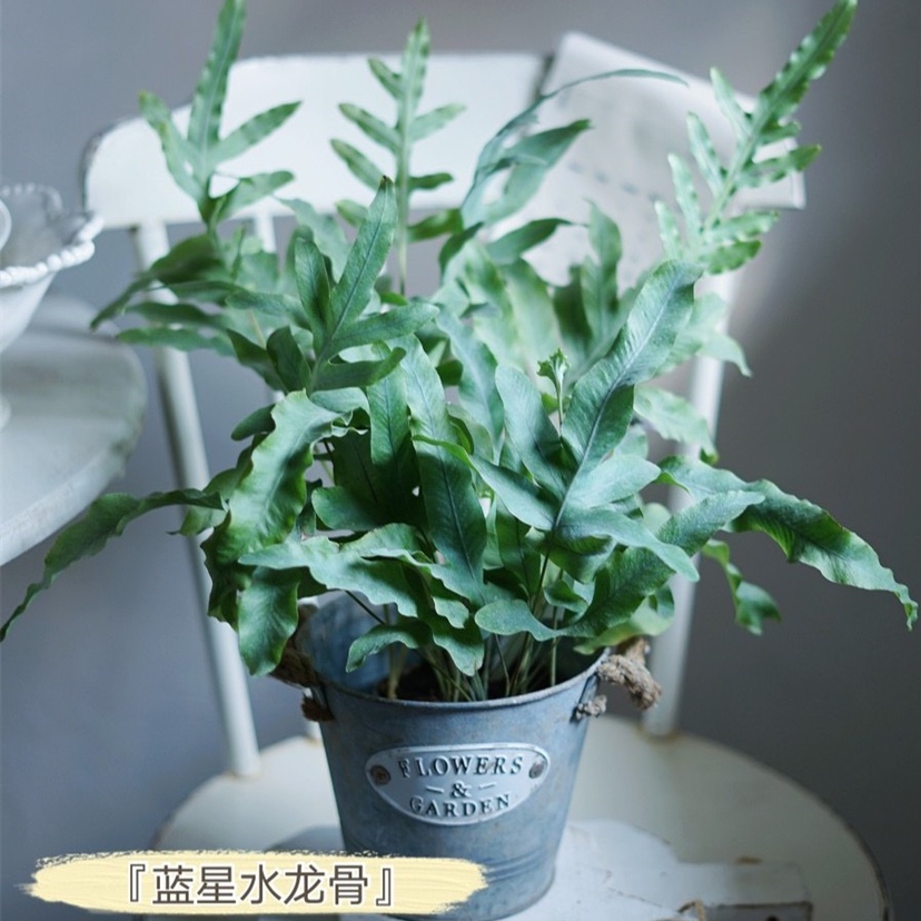 颜植蓝星水龙骨欧若拉蓝星蕨ins网红室内植物耐寒好养-图1