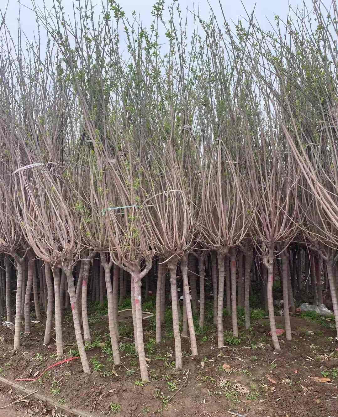 腊梅花树苗盆栽老桩庭院耐寒冬季开花卉植物阳台浓香原生高杆腊梅-图1