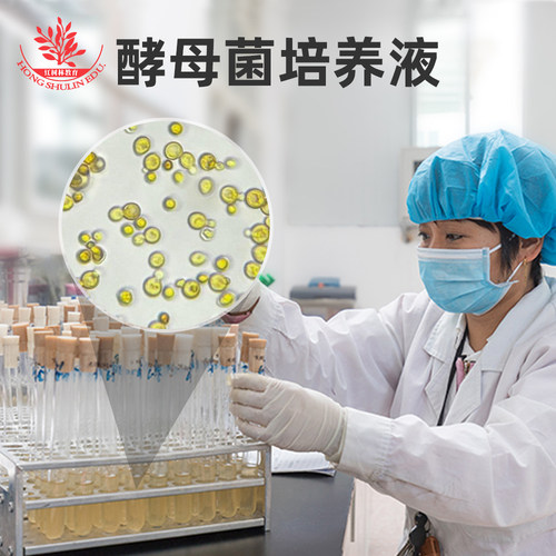 酵母菌培养液中考生物实验操作考试实验用稀碘液洋葱表皮细胞染色 - 图0