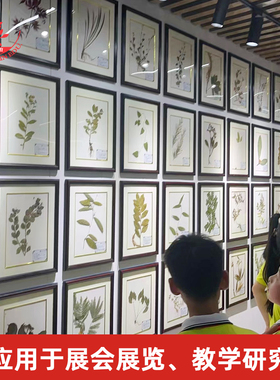 精美实木框中草药腊叶标本中药馆展览展示用300余种植物蜡叶标本