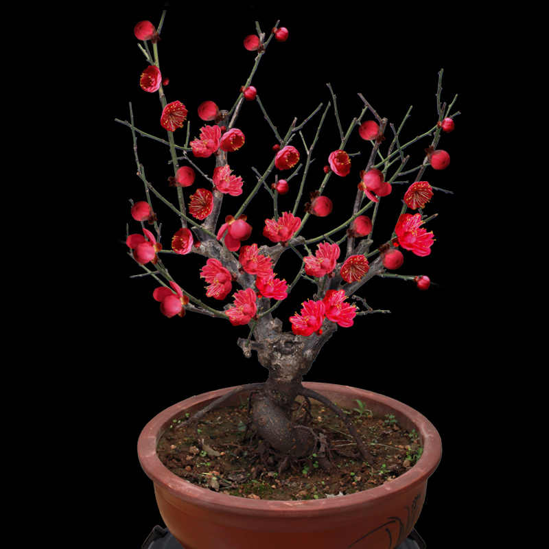 冬桂花树 新人首单立减十元 22年7月 淘宝海外