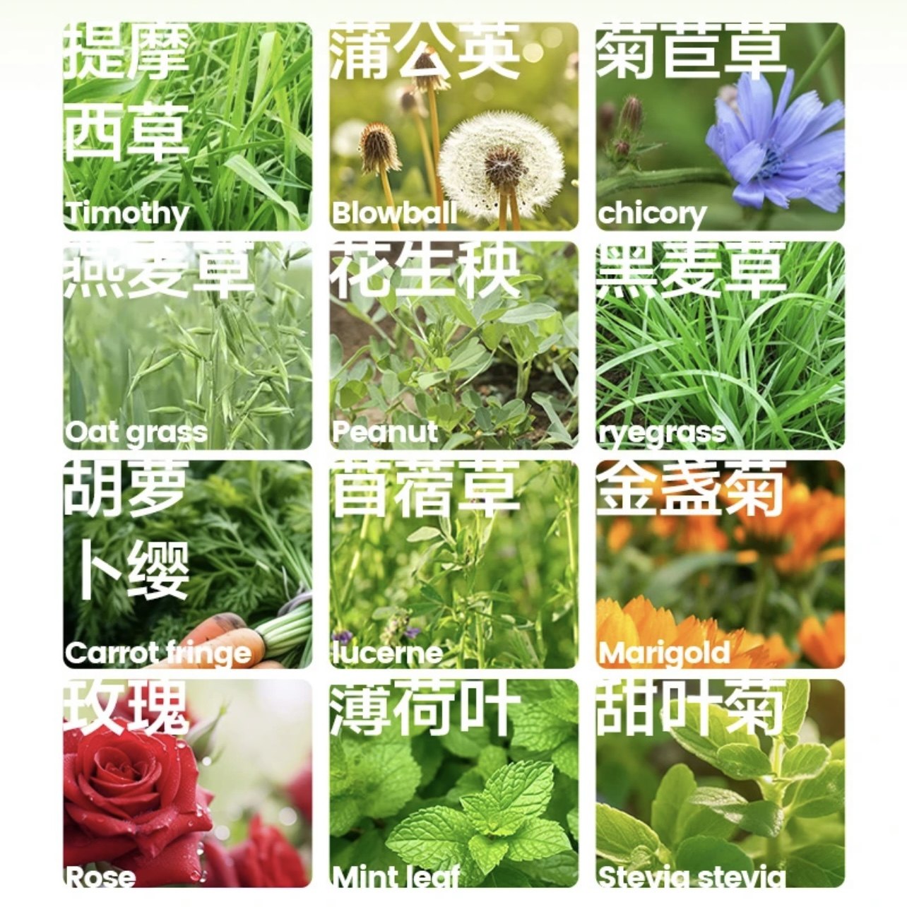 兔子干草混合牧草提摩西草苜蓿草燕麦草菊苣薄荷豚鼠荷兰猪零食,淘宝优惠券,粉丝福利购,淘宝优惠卷