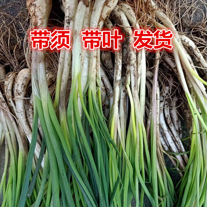江西新鲜荞头带叶藠头现挖现发茭头教头农家种植特产5斤时令蔬菜_虎窝淘
