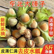 23 years fresh great hazelnut new stock Northeastern wild not with green leather Shuinshui Rinyu Rinyu Peel Raw Hazelnut 5 Cati