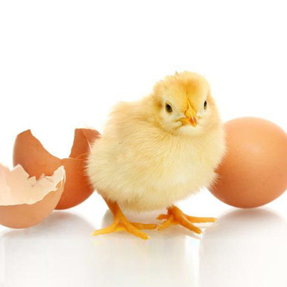 【50枚】种蛋受精蛋 可孵化纯种种蛋土鸡种蛋30枚受 三黄鸡宠物鸡,淘宝优惠券,粉丝福利购,淘宝优惠卷