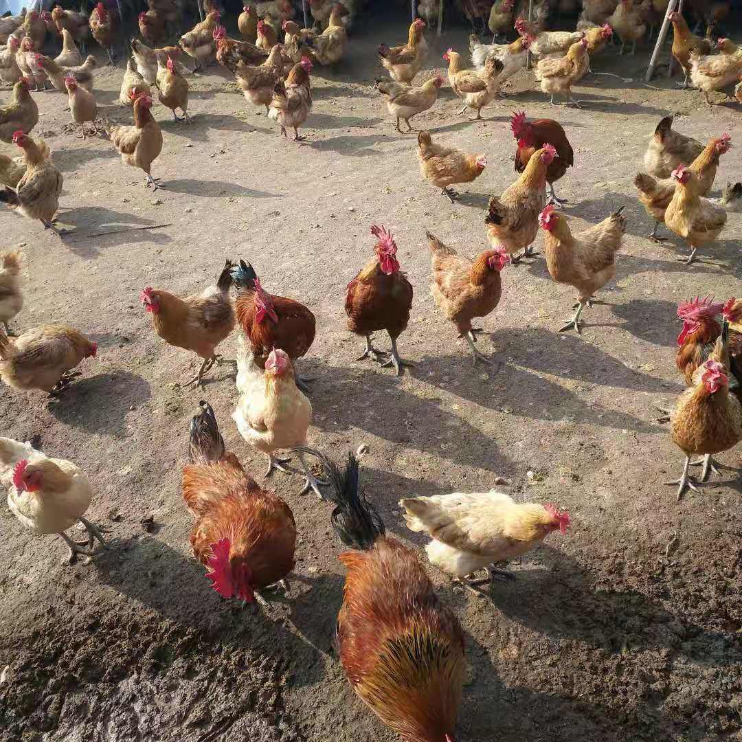 【50枚】受精蛋土鸡柴鸡种蛋散养可孵化受精鸡蛋农家蛋30枚宠物鸡,淘宝优惠券,粉丝福利购,淘宝优惠卷