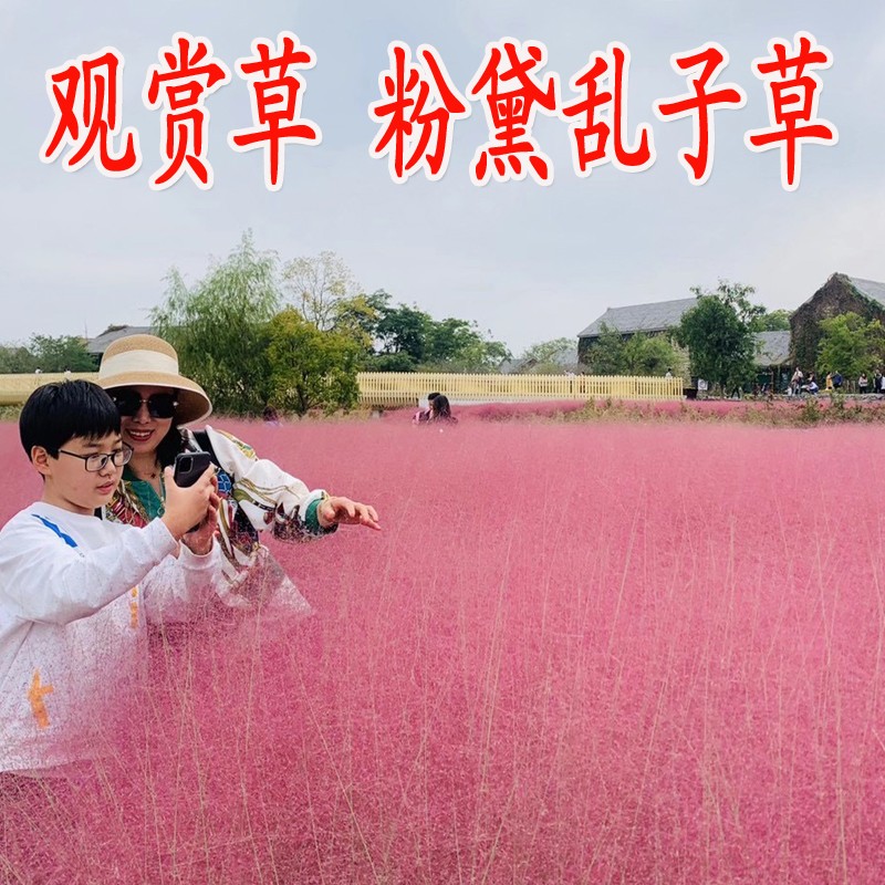 粉黛乱子草种子多年生观赏毛芒乱网红四季播易活耐寒庭院花卉花籽 - 图2