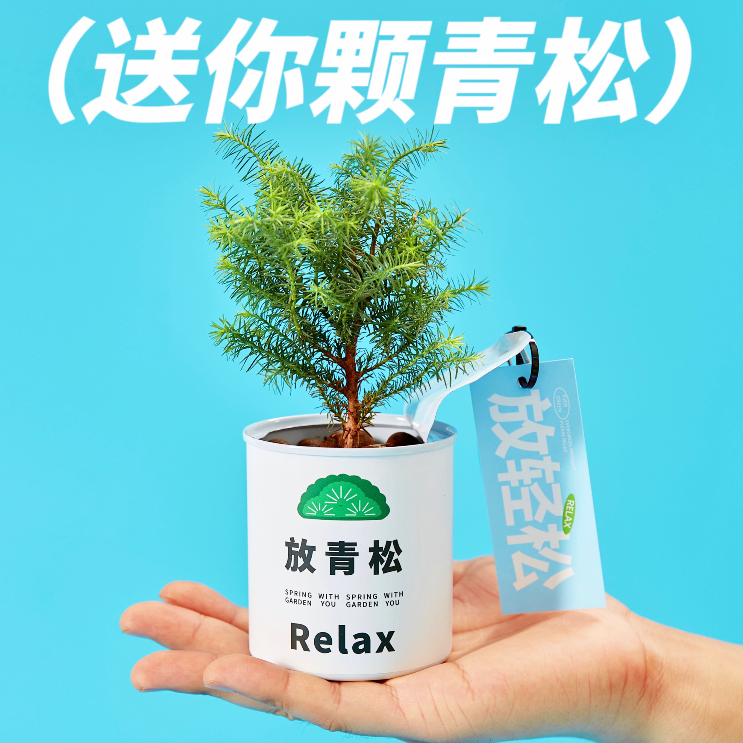 绿州请放青松雾松树植物盆栽书房吸甲醛办公室桌面绿植创意送礼物 - 图3