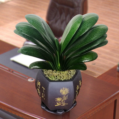 圆头和尚宽叶君子兰和尚头盆栽大苗带花苞老苗植物室内花名贵 虎窝淘