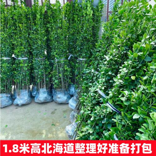 围墙篱笆植物大叶北海道黄杨苗冬青树苗四季常青耐寒庭院绿篱树苗 - 图3