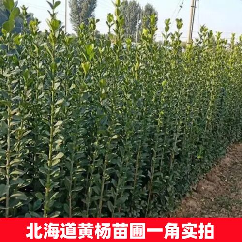 围墙篱笆植物大叶北海道黄杨苗冬青树苗四季常青耐寒庭院绿篱树苗 - 图1