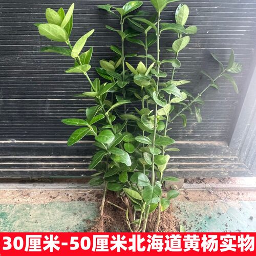围墙篱笆植物大叶北海道黄杨苗冬青树苗四季常青耐寒庭院绿篱树苗 - 图0