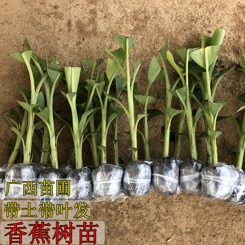 香蕉苗树苗矮化蕉威廉斯B6高产中蕉9号香蕉树南方果树苗带土矮化 - 图2