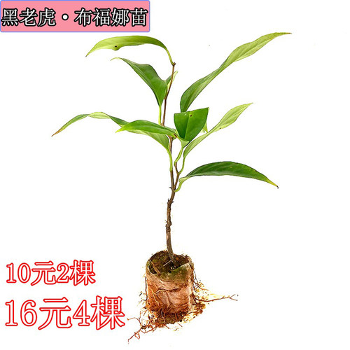 黑老虎果苗 五味子 布福娜大血藤酒饭团爬藤树苗抗霜冻南北方种植 - 图0