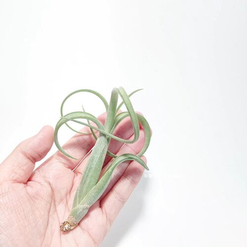 空气凤梨花中花Tillandsia intermedia无土植物室内阳台花卉绿植 - 图3