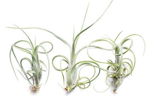 空气凤梨花中花Tillandsia intermedia无土植物室内阳台花卉绿植 - 图0