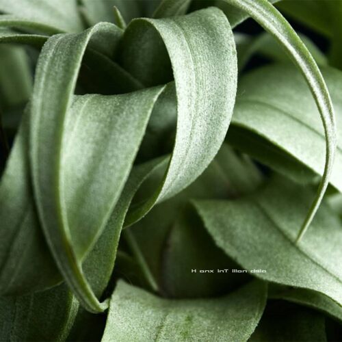 空气凤梨电烫卷Tillandsia streptophylla无土植物室内绿植花卉 - 图2