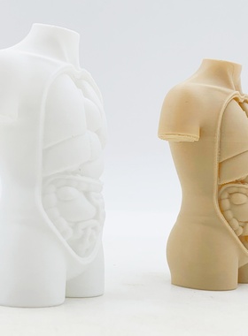 创意立体人体躯干解剖结构模型3D打印初高中生物教学道具桌面摆件