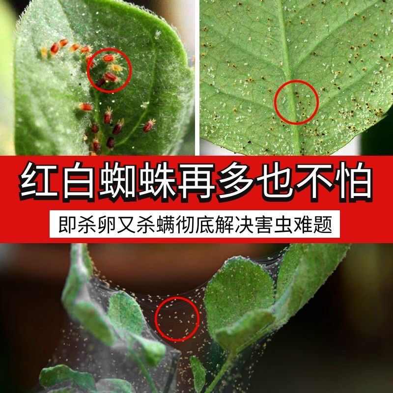 家用花绣球花 新人首单立减十元 22年3月 淘宝海外