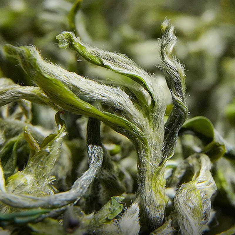 【2023新茶预售】贵州都匀毛尖茶叶明前春茶全芽头正宗手工茶500g