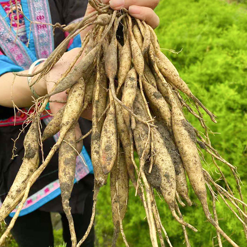 广西天冬草泡酒新鲜天门冬根中药材天冬500g纯天然新货非野生包邮 - 图1