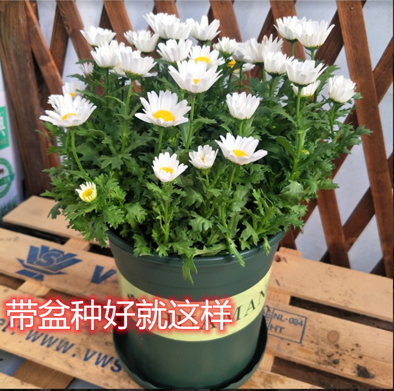 白金菊黄金菊盆栽雏菊玛格丽特庭院阳台花镜植物菊花多年生耐寒热-图0