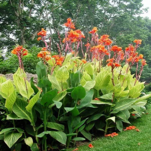 美人蕉盆栽地种庭院绿化四季矮化品种观花植物四季花卉原土发包邮 - 图2