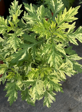 食用艾草盆栽新鲜艾蒿艾叶苗阳台庭院喜阳香草驱蚊植物煲汤艾糍粑