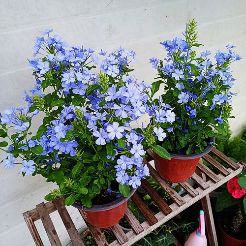 超凡蓝雪花盆栽白雪花红雪花带花苞阳台庭院爬藤大苗四季花卉包邮 - 图1