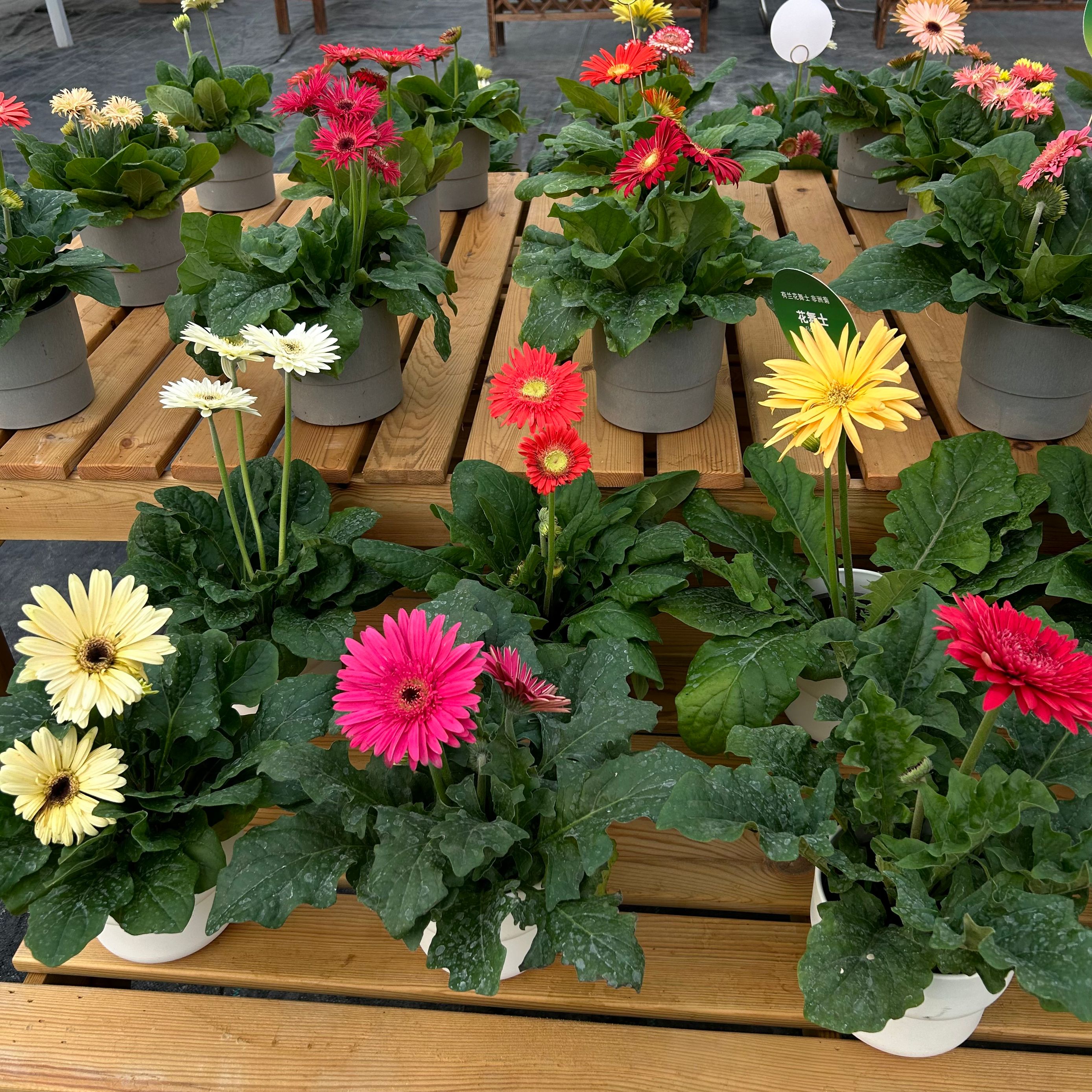 扶郎花苗菊花阳台庭院花园般新家吸甲醛彩色包邮哦非州菊盆栽大盆-图0