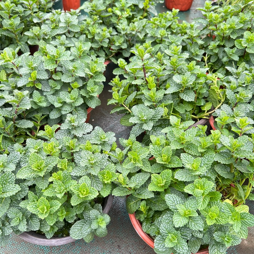 薄荷盆栽可食用香草阳台庭院绿植迷迭香紫苏萝勒驱蚊提神醒脑包邮 - 图1
