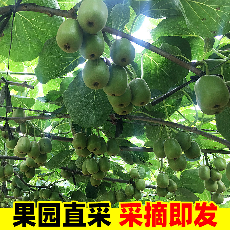  麻城曾氏水果奇异果/猕猴桃