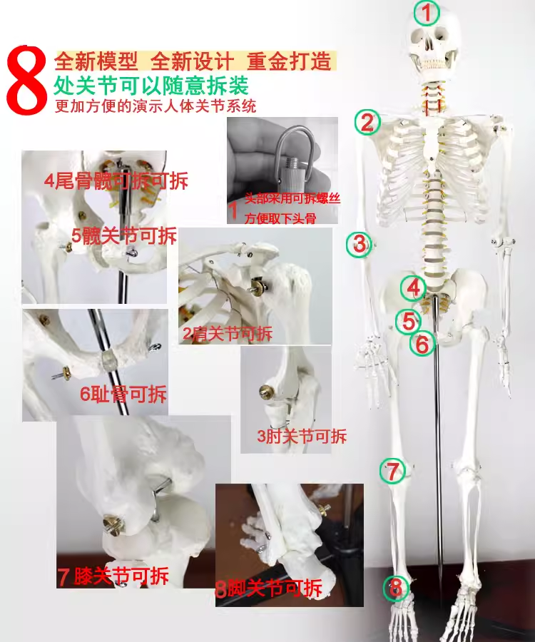 ENOVO颐诺170cm人体骨骼模型 骨架标本模型美术医学艺用可拆卸 - 图2