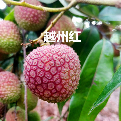 海南早熟桂花香桂花香荔枝树苗种植当年可以结果红肉菠萝蜜苗红毛 - 图2