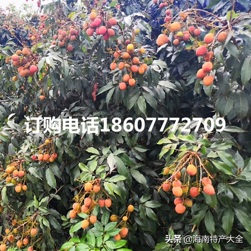 海南早熟桂花香桂花香荔枝树苗种植当年可以结果红肉菠萝蜜苗红毛 - 图1