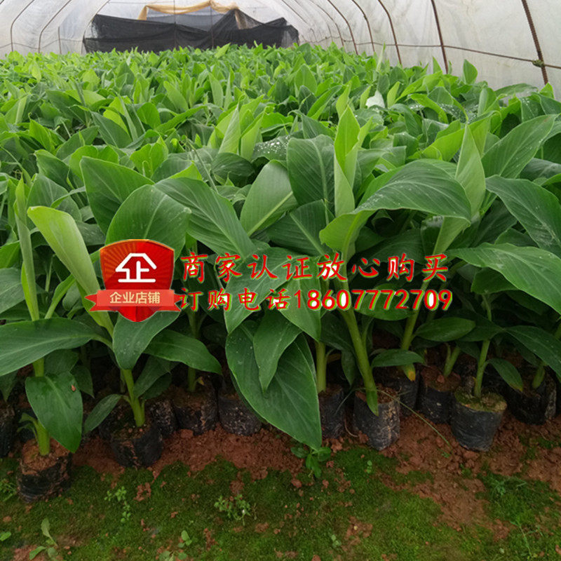 大蕉苗芭蕉苗香蕉苗红香蕉苗荔枝苗红肉菠萝蜜苗猫山王榴莲树苗,淘宝优惠券,粉丝福利购,淘宝优惠卷