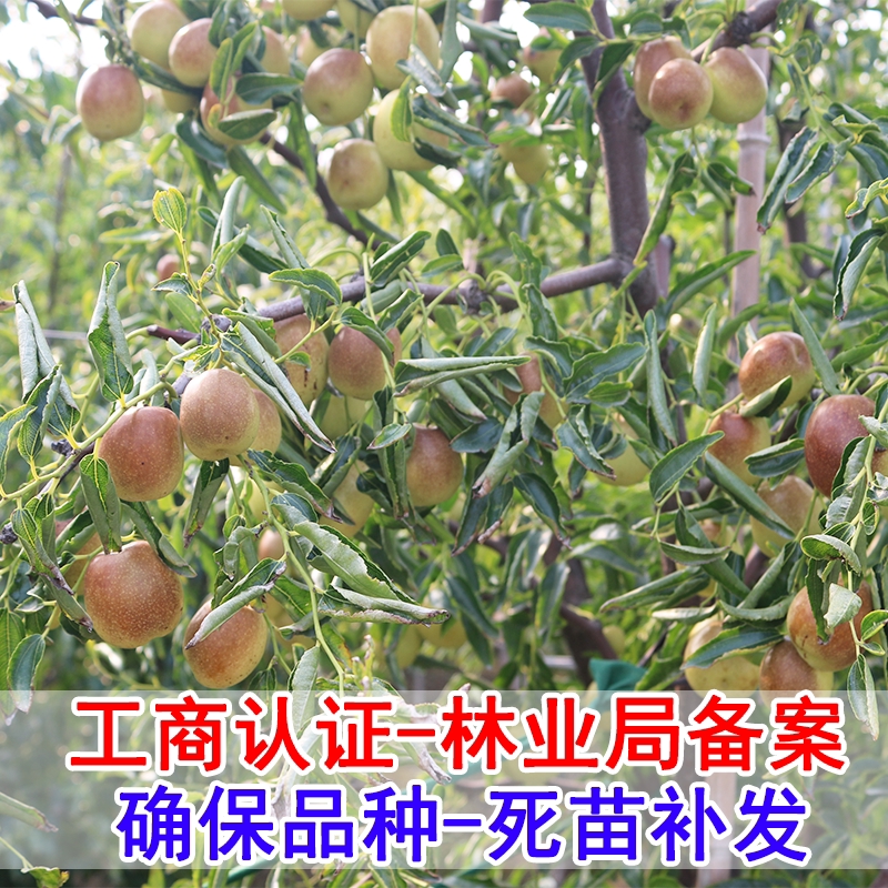 枣树苗嫁接枣苗当年结果地栽特大枣树活苗南方北方种植沾化冬枣苗_虎窝淘