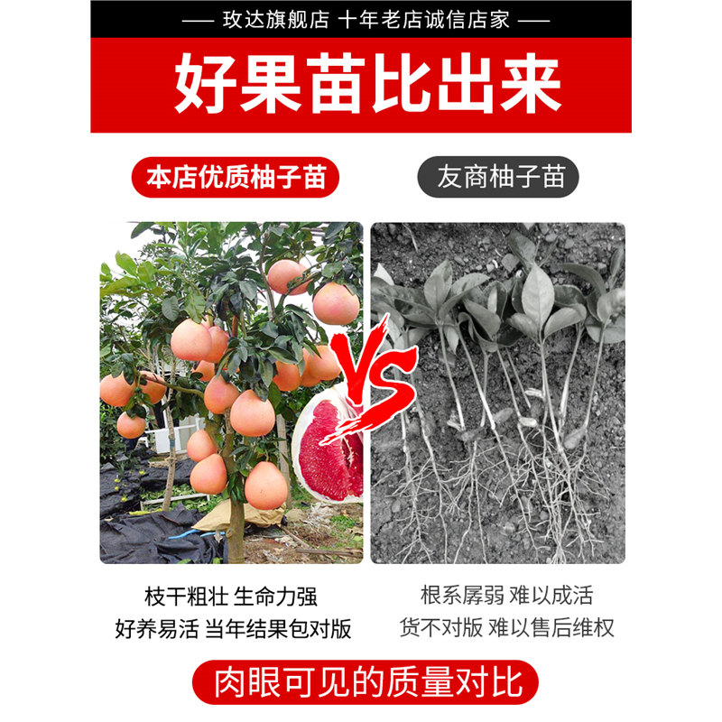 柚子树苗红心红肉蜜柚嫁接果树果苗南方北方种植当年结果三红蜜柚 - 图0